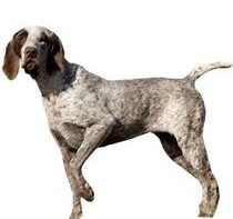 Станіслаў Суднік. БЕЛАРУСКАЯ  МЕТАЛІНГВІСТЫКА