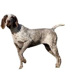 Станіслаў Суднік. БЕЛАРУСКАЯ  МЕТАЛІНГВІСТЫКА