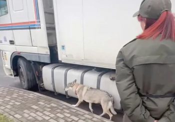 Ваўчыца служыць на пункце пропуску "Беняконі", і яна адзіная ў сваім родзе