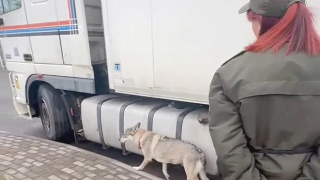 Ваўчыца служыць на пункце пропуску "Беняконі", і яна адзіная ў сваім родзе