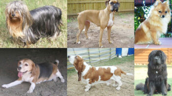 Станіслаў Суднік. БЕЛАРУСКАЯ  МЕТАЛІНГВІСТЫКА