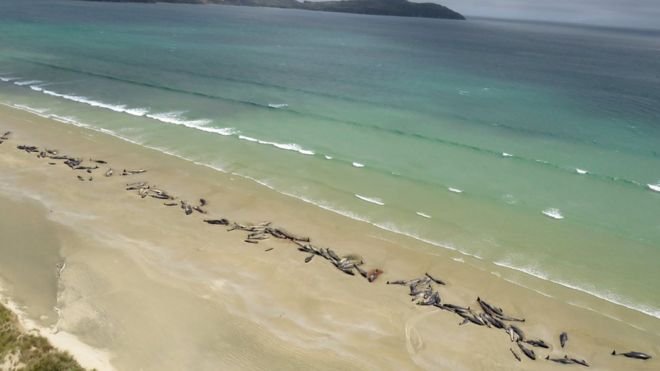 Амаль 150 чорных дэльфінаў выкінуліся на бераг Новай Зеландыі
