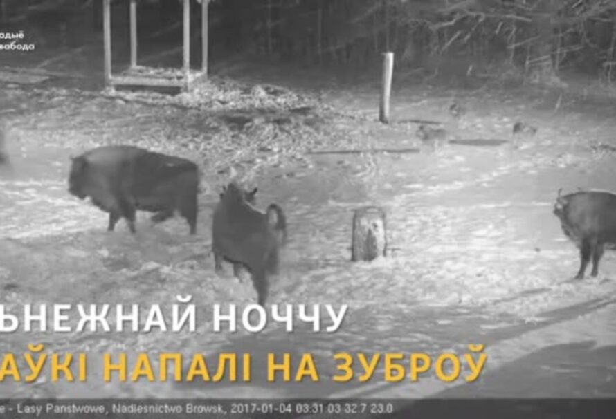 У Белавескай пушчы ваўкі напалі на зуброў.