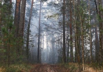 Беларусь – сапраўды лясная краіна